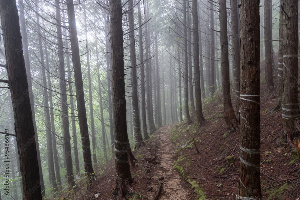Fototapeta premium 霧に覆われた森