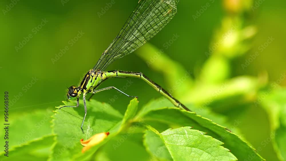 one Dragonfly sits on a leaf and preens itself on a sunny summer morning in Magdeburg - Saxony-Anhalt - Germany - Europe one Dragonfly sits on a leaf and preens itself on a sunny summer morning in Magdeburg - Saxony-Anhalt - Germany - Europe