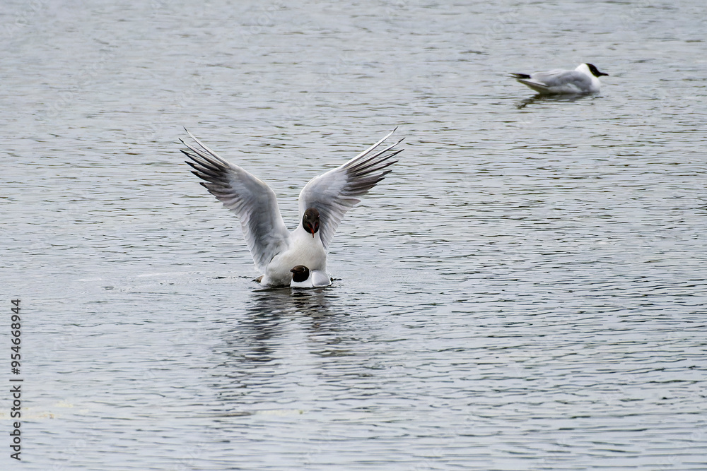 Fototapeta premium Lachmöwen während der Paarung
