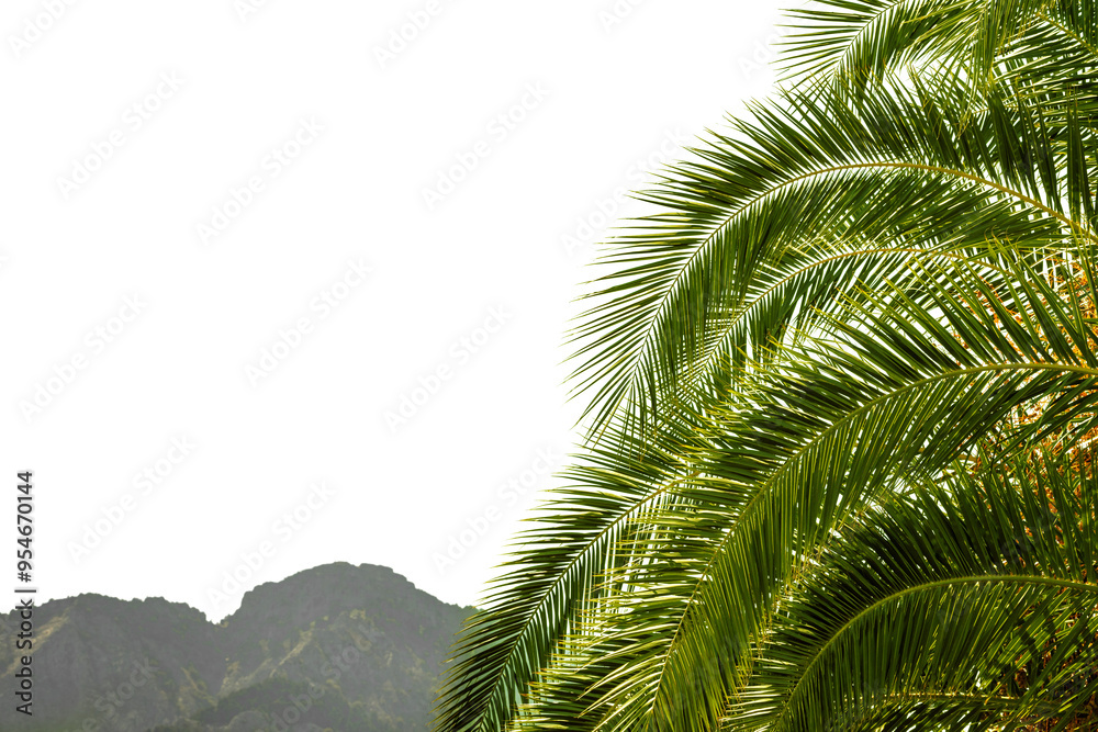 Fototapeta premium palm tree on a transparent background