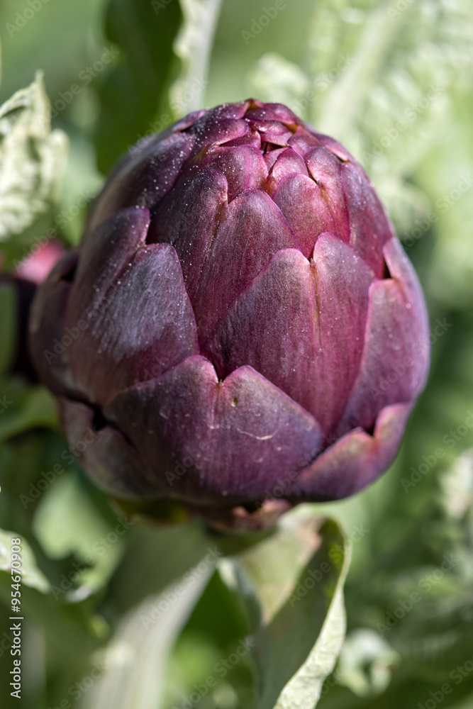 Fototapeta premium Close up shot of an artichoke on a plant in a garden in the south of France