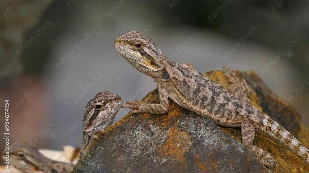 Group of Baby Pogona Lizards on Rock - Close-Up of Young Reptiles in Natural Habitat