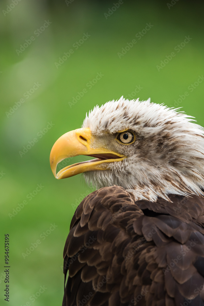 Close-up portrait of a majestic bald eagle Close-up portrait of a majestic bald eagle