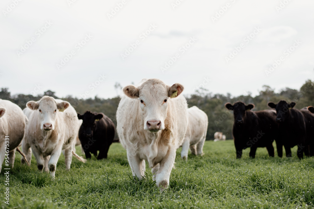 Cattle grazing in a field Cattle grazing in a field