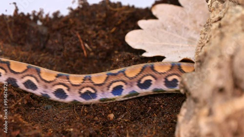 Close-Up of Xenopeltis Patterned Snake Skin on Forest Floor - Reptilian Camouflage in Nature photo