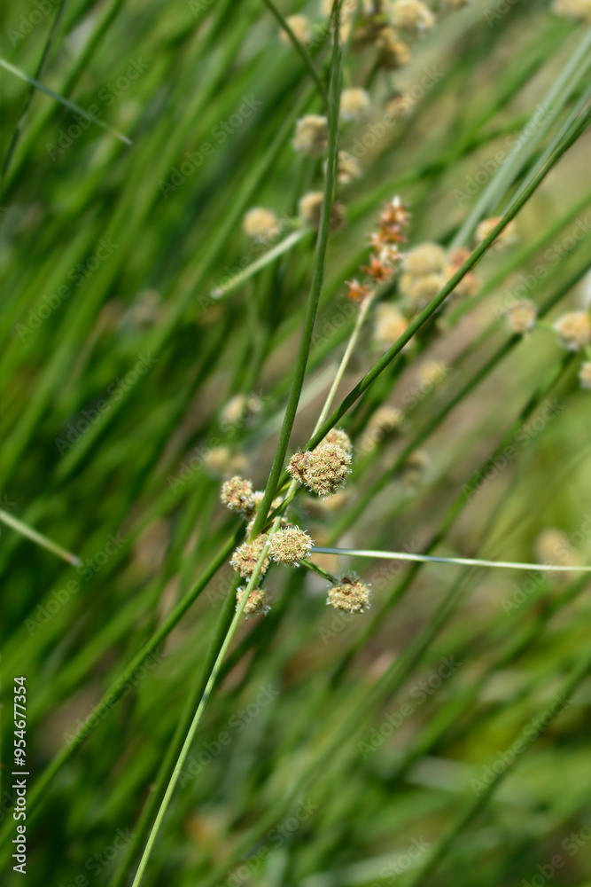 Bulrush flowers Bulrush flowers