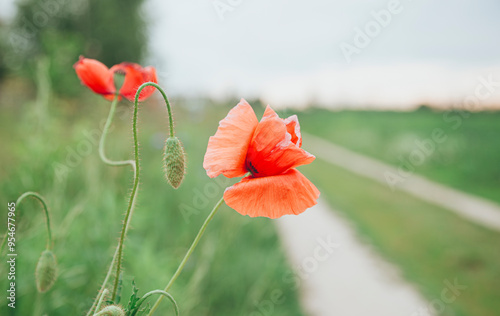 Vibrant red poppies blossoming beside a country path photo