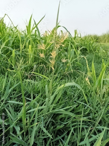 green grass of the sky, green grass on the field, green grass in the wind, sun sky, green grass of the sky