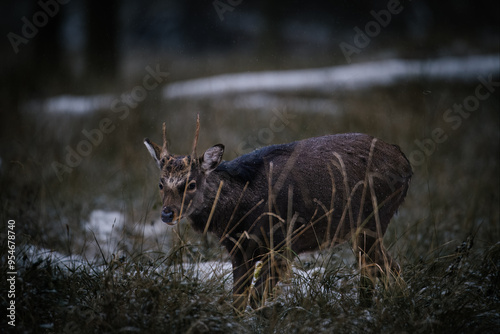 roe deer in the woods