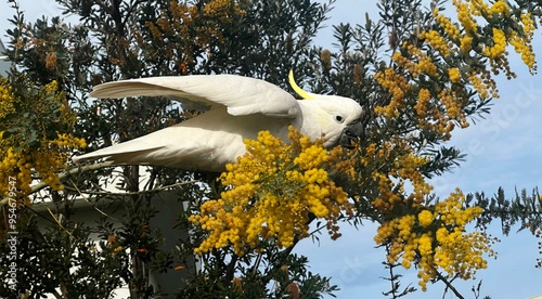 A white Sulphur-crested cockatoo feeding on a Cootamundra wattle tree.  photo