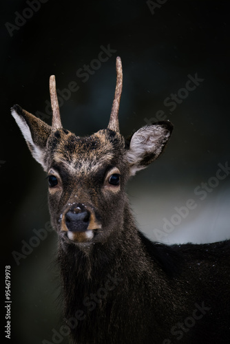 deer in the woods