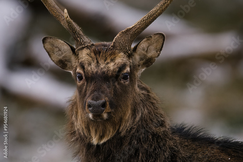 deer in the woods