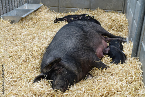 portée de cochons noirs photo