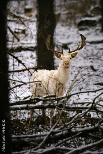 spirit of the forest, white deer in the woods