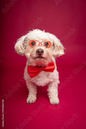 Portrait of a havapoo wearing a red bow tie and spectacles sitting in front of a red background photo