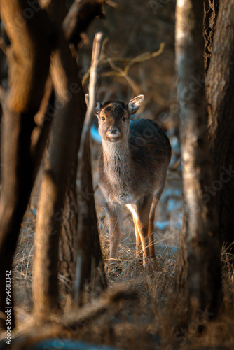 deer in the woods