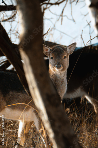 little deer in the woods