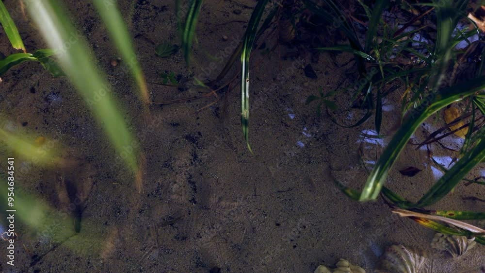 Hermit crabs crawl in moonlit sand in time-lapse motion. Hermit crabs crawl in moonlit sand in time-lapse motion.