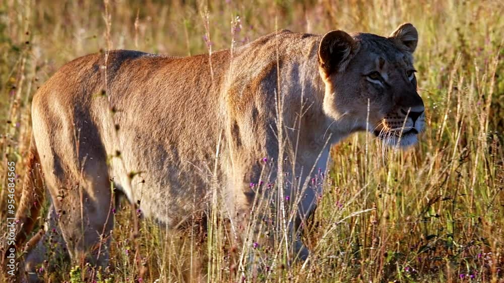 Determined lioness on the hunt walks through tall grass, telephoto tracking Determined lioness on the hunt walks through tall grass, telephoto tracking