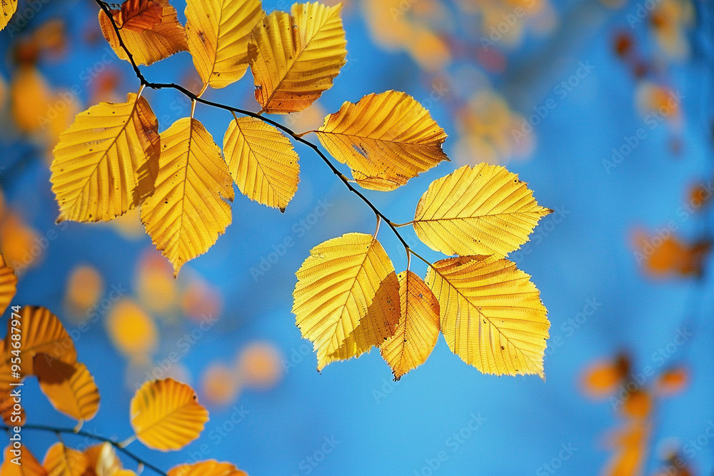 Yellowed leaves against a blue sky. Autumn nature background Yellowed leaves against a blue sky. Autumn nature background