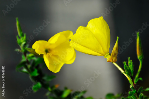 yellow flowers in the garden