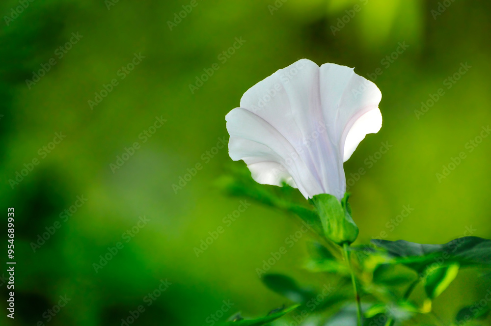flower with leaves flower with leaves