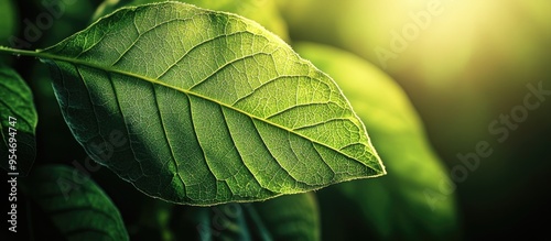 Close up view of a green le...