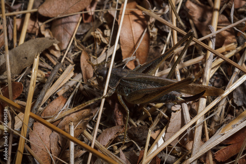 Brown wart-biter Decticus verrucivorus, bush-cricket in family Tettigoniidae stuck in dry straws