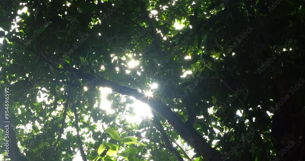 Magic in Green Forest. Sun breaks through the trees. Shooting in motion. 4K Slow Mo Magic in Green Forest. Sun breaks through the trees. Shooting in motion. 4K Slow Mo