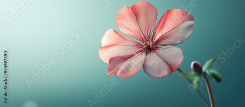 geranium blossom. with copy...