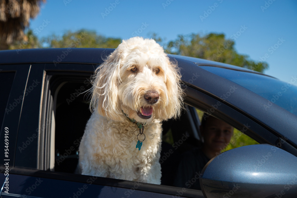 Close-up of a cream labradoodle sitting in the passenger seat of a car looking through an open window Close-up of a cream labradoodle sitting in the passenger seat of a car looking through an open window