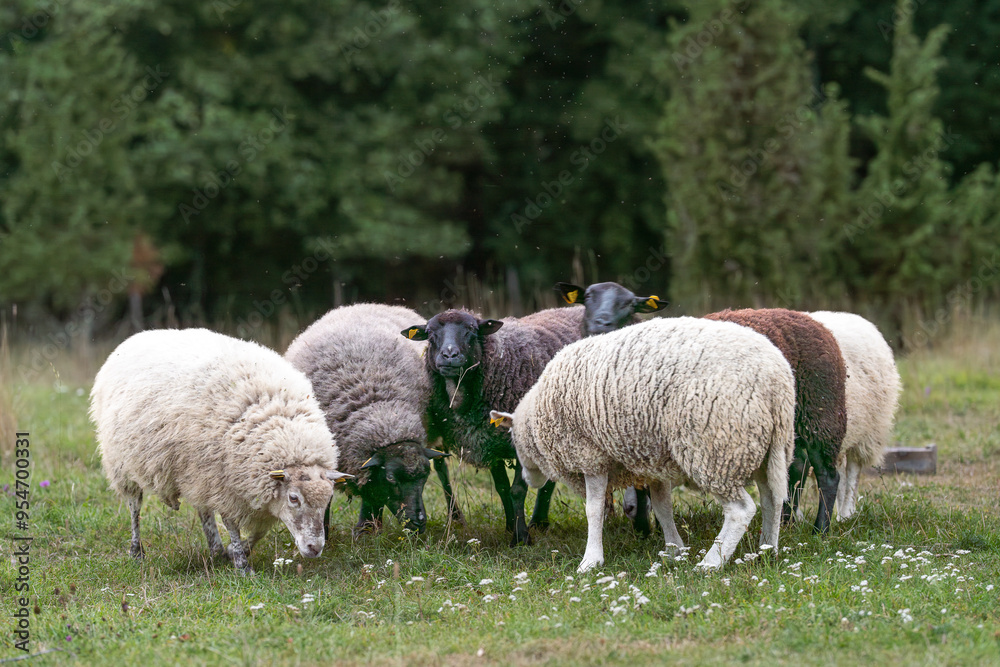 Sheeps standing in a field. Landscape caretaker. Flock of sheep on a wooded meadow in the evening. West Estonian Archipelago Biosphere Reserve. Black sheep. Sheeps standing in a field. Landscape caretaker. Flock of sheep on a wooded meadow in the evening. West Estonian Archipelago Biosphere Reserve. Black sheep.