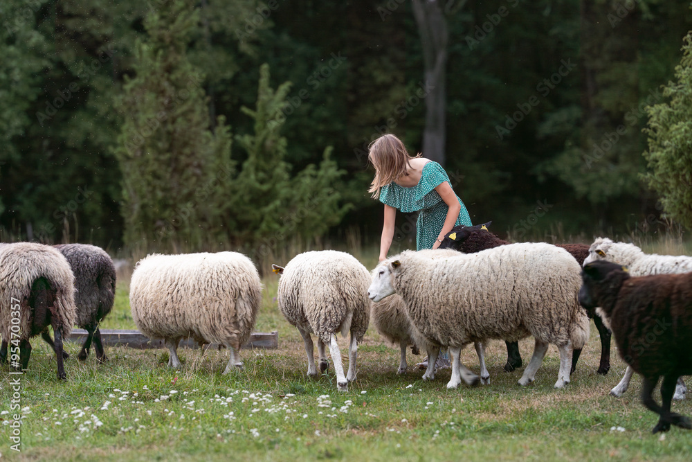 Flock of sheep surrounding the girl on a wooded meadow in the evening. Sheeps and girl standing in a field. West Estonian Archipelago Biosphere Reserve. Black sheep. Flock of sheep surrounding the girl on a wooded meadow in the evening. Sheeps and girl standing in a field. West Estonian Archipelago Biosphere Reserve. Black sheep.