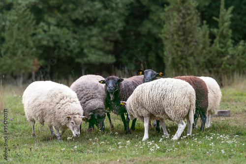 Sheeps standing in a field. Landscape caretaker. Flock of sheep on a wooded meadow in the evening. West Estonian Archipelago Biosphere Reserve. Black sheep. 