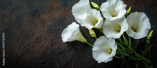 Lisianthus Eustoma White bl...