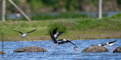 Échasse blanche - Himantopus himantopus - oiseaux échassiers - limicoles - Recurvirostridae
 photo