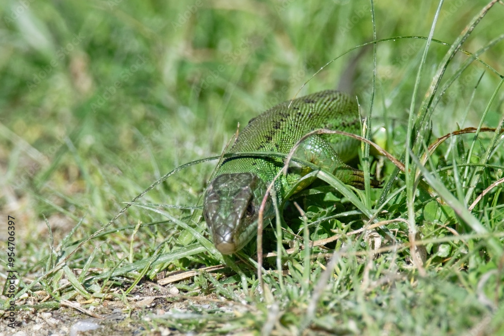 Lézard vert - Lacerta bilineata - sauriens -Lacertidae occidental - Lézard à deux bandes - Lézard à deux raies
Lézard vert - Lacerta bilineata - sauriens -Lacertidae occidental - Lézard à deux bandes - Lézard à deux raies