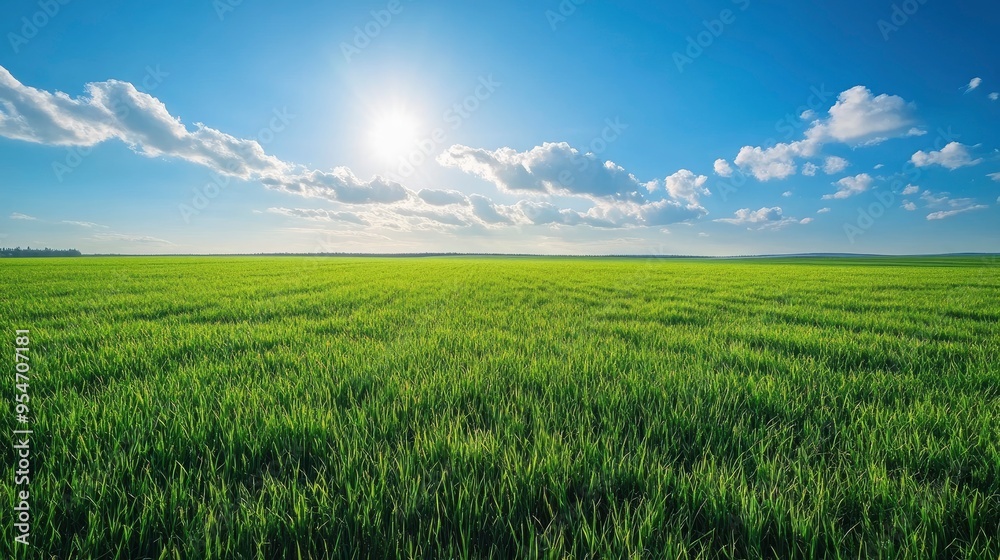 Fototapeta premium Beautiful natural scenic panorama green field of cut grass into and blue sky with clouds on horizon. Perfect green lawn on summer sunny day with generative ai