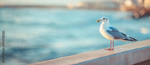 A migratory seagull is perc...