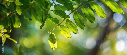 Close up of tamarind tree f...