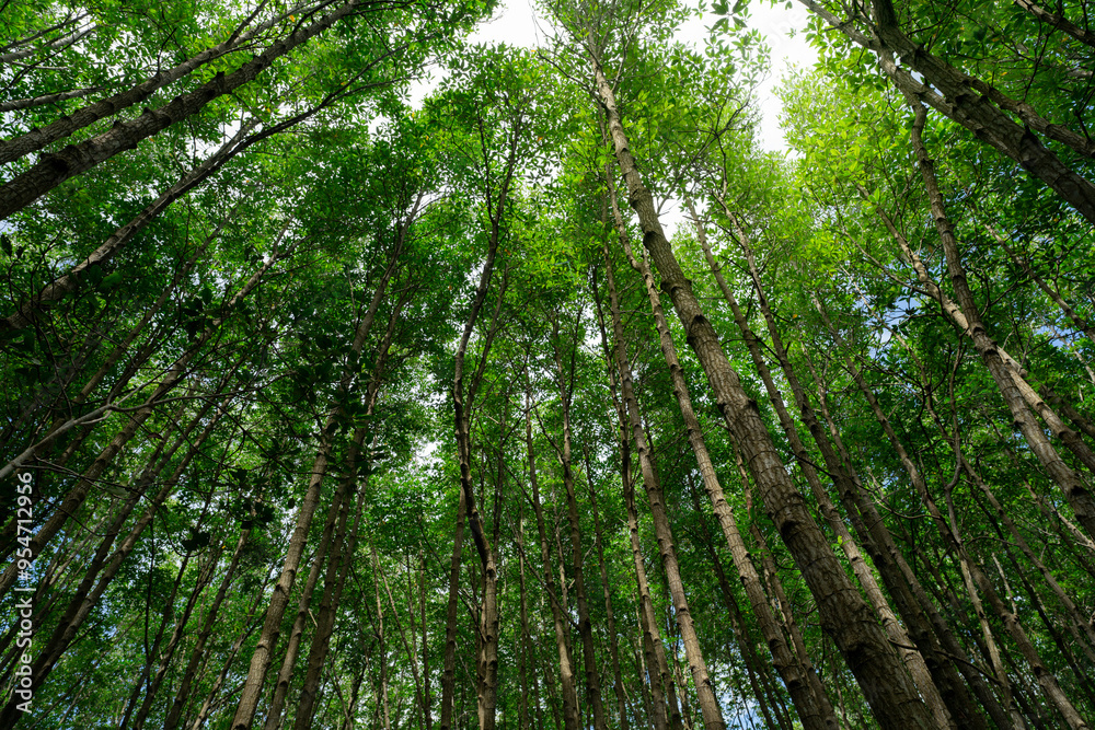 Bottom-up view green mangrove treetops. Natural carbon sink in fight against climate change and promoting sustainability in carbon-neutral ecosystems. Green and sustainable environment. Forest canopy. Bottom-up view green mangrove treetops. Natural carbon sink in fight against climate change and promoting sustainability in carbon-neutral ecosystems. Green and sustainable environment. Forest canopy.