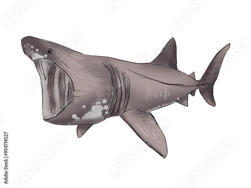 Canvas Print Realistic Watercolor Basking Shark on the white background