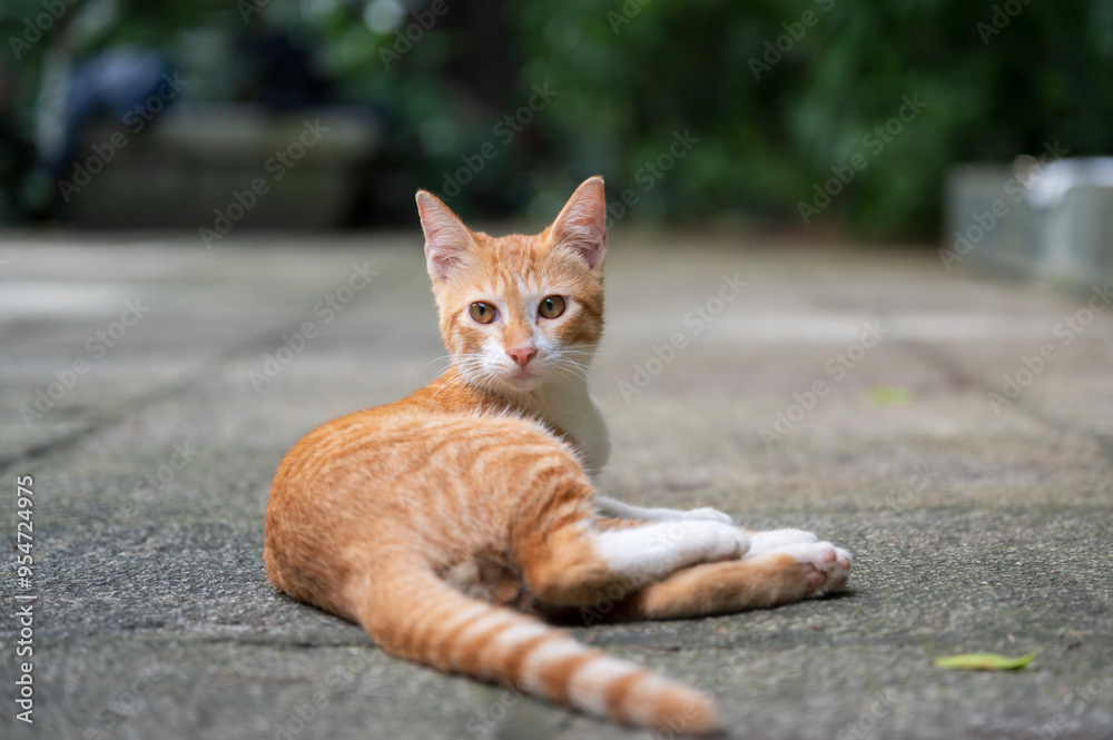 Outdoors, kitten on the ground Outdoors, kitten on the ground