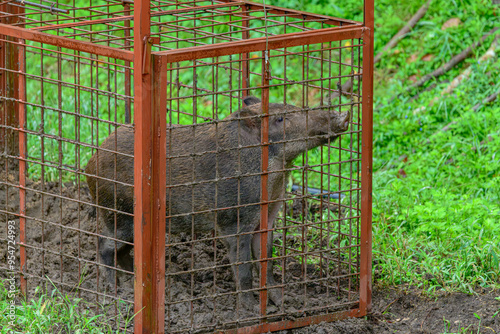 箱罠で捕獲された猪