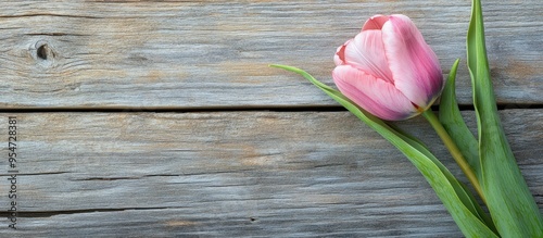 pink tulip flower on a wooden background with copyspace