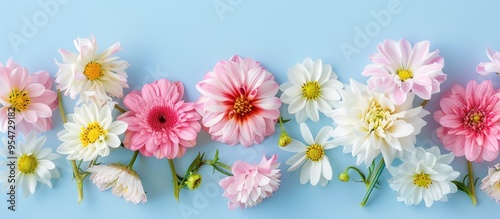 Flower arrangement Pink and white flowers on a pastel blue background Flat lay top view copyspace