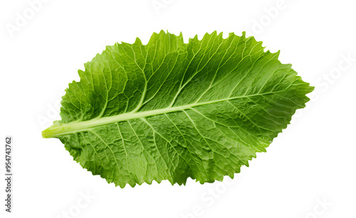 green leaf on transparent background