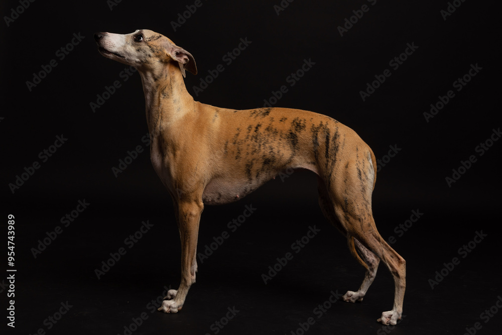 Fototapeta premium Whippet