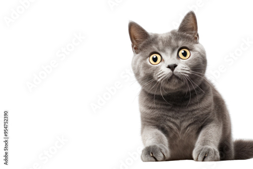 A curious gray cat with its ears perked up and tail wrapped around its paws, isolated on a crisp white background