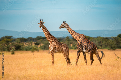 Photography Two Giraffes in Tall Grasses, Ikoma Conservation Area, Tanzania